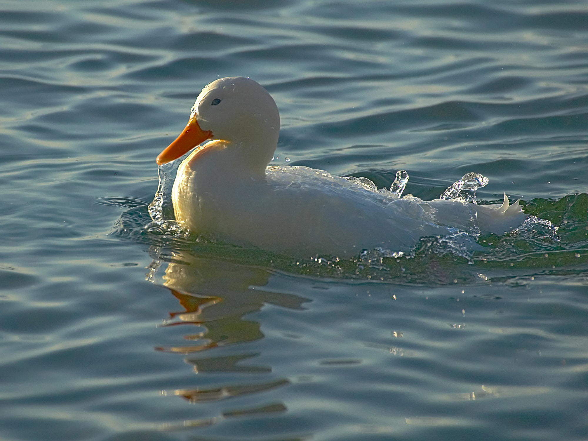 weiße Stockente